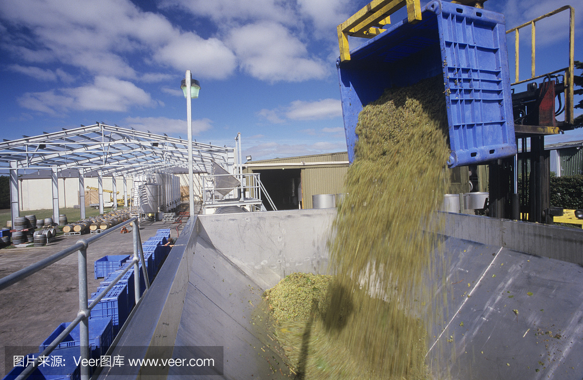 澳大利亞維多利亞州亞拉谷準(zhǔn)備破碎的釀酒葡萄