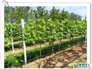 優質葡萄酒OEM加工-煙臺大型葡萄種植、釀造基地-浩源_食品、飲料_世界工廠網中國產品信息庫