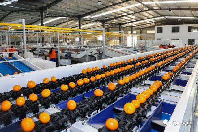 直擊來賓市大型柑橘全自動(dòng)化分揀現(xiàn)場!這里的水果多數(shù)遠(yuǎn)銷海外!" href="